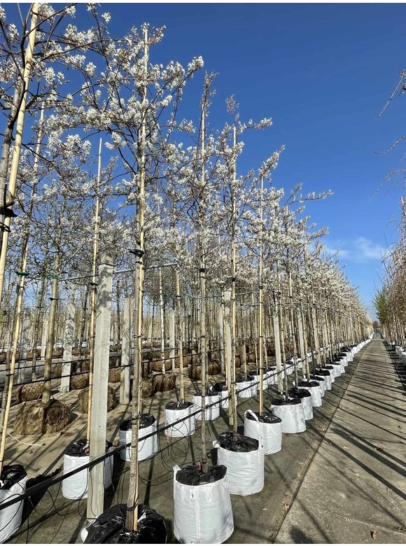 Felsenbirne - Baum-Felsenbirne 'Robin Hill' | Amelanchier arborea 'Robin Hill' Felsenbirne - Baum-Felsenbirne 'Robin Hill' | Amelanchier arborea 'Robin Hill'
