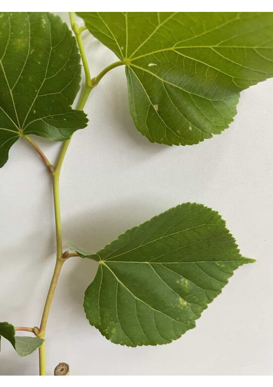 Kleiner Winterlinde 'Winter Orange' | Tilia cordata 'Winter Orange' Kleiner Winterlinde 'Winter Orange' | Tilia cordata 'Winter Orange'