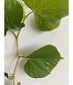 Kleiner Winterlinde 'Winter Orange' | Tilia cordata 'Winter Orange' Kleiner Winterlinde 'Winter Orange' | Tilia cordata 'Winter Orange'