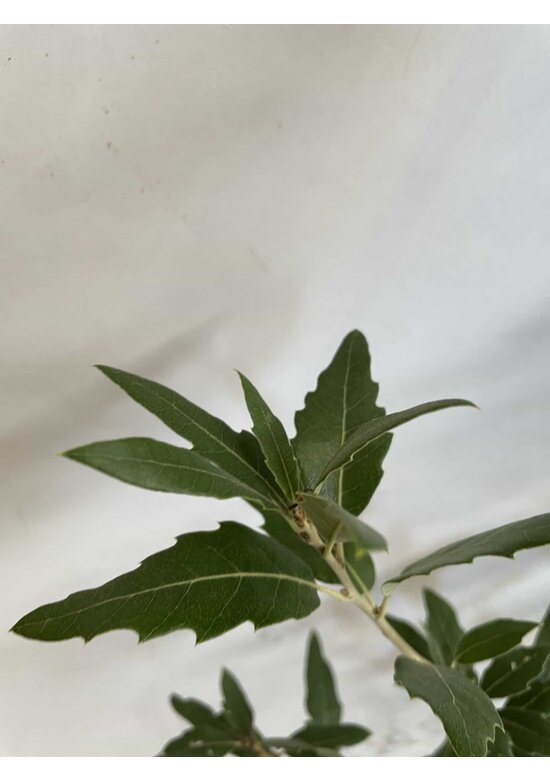 Kleiner Spanische Eiche 'Waasland' | Quercus hispanica 'Waasland' Kleiner Spanische Eiche 'Waasland' | Quercus hispanica 'Waasland'