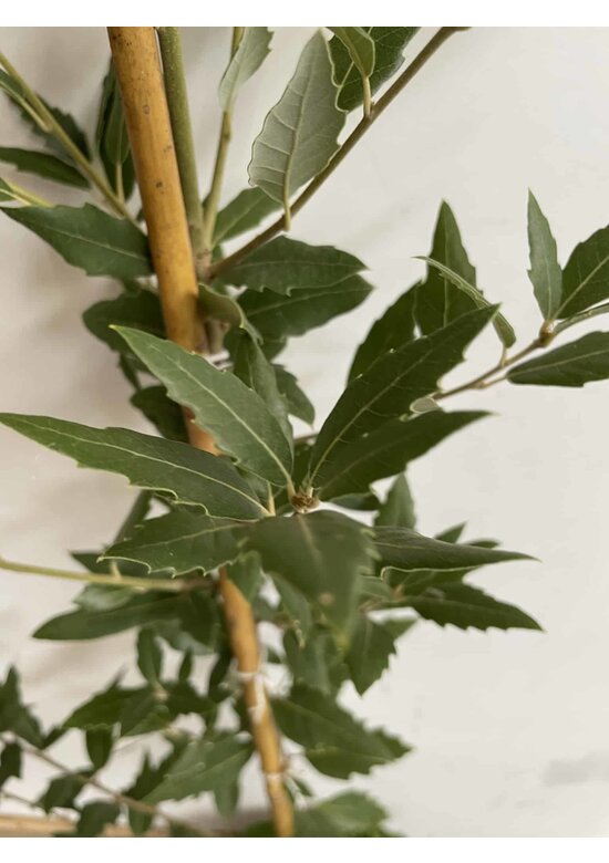 Kleiner Spanische Eiche 'Waasland' | Quercus hispanica 'Waasland' Kleiner Spanische Eiche 'Waasland' | Quercus hispanica 'Waasland'