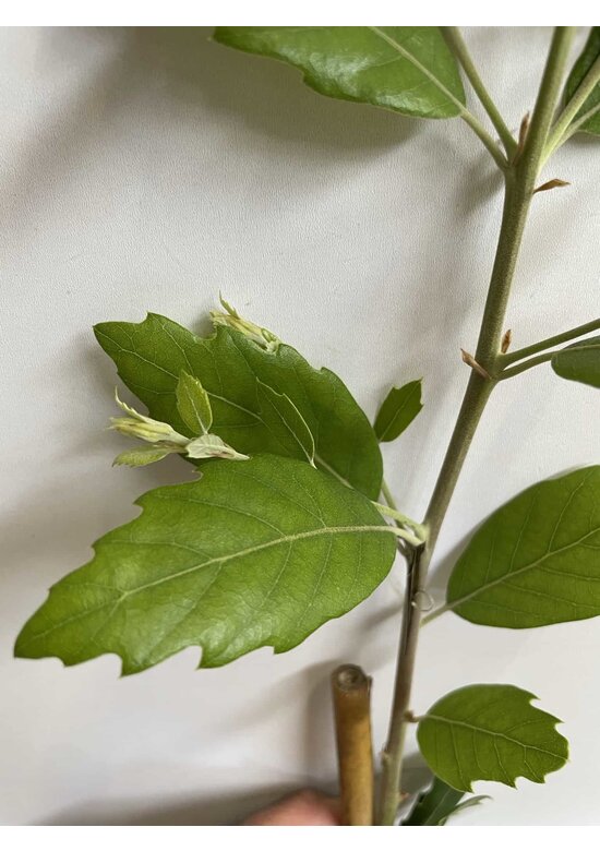 Kleiner Spanische Eiche 'Waasland' | Quercus hispanica 'Waasland' Kleiner Spanische Eiche 'Waasland' | Quercus hispanica 'Waasland'