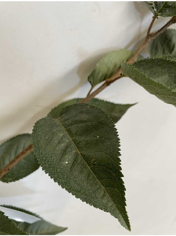 Kleiner Zierkirsche 'Accolade' | Prunus 'Accolade' Kleiner Zierkirsche 'Accolade' | Prunus 'Accolade'
