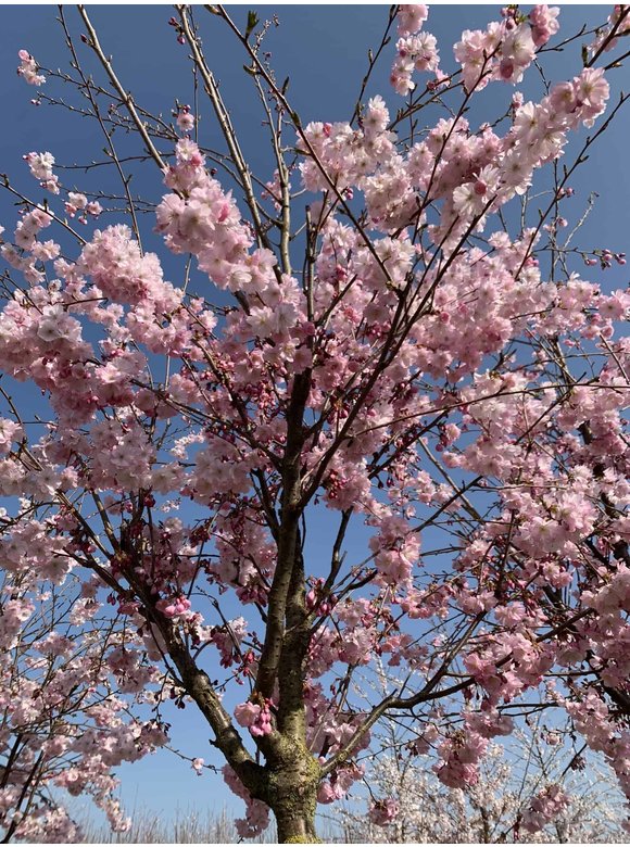 Kleiner Zierkirsche 'Accolade' | Prunus 'Accolade' Kleiner Zierkirsche 'Accolade' | Prunus 'Accolade'