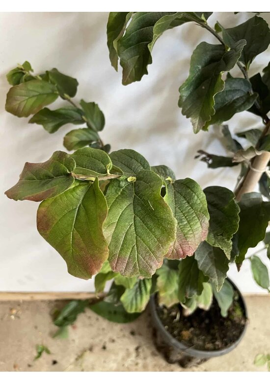 Kleiner Eisenholzbaum 'Vanessa' | Parrotia persica 'Vanessa'