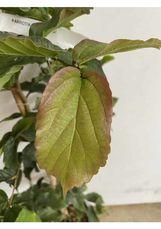 Kleiner Eisenholzbaum 'Bella' | Parrotia persica 'Bella'