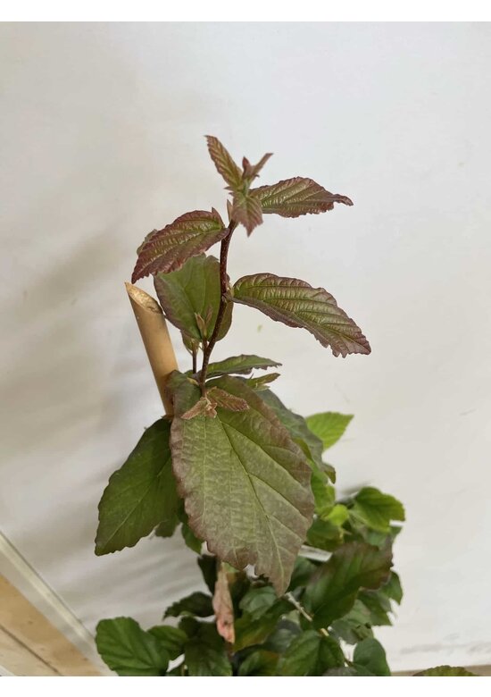 Kleiner Eisenholzbaum 'Bella' | Parrotia persica 'Bella'