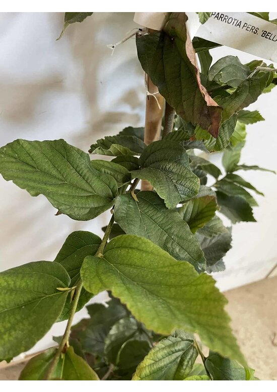 Kleiner Eisenholzbaum 'Bella' | Parrotia persica 'Bella'