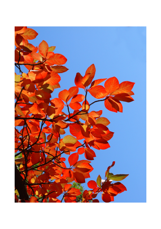 Kleiner Wald-Tupelobaum | Nyssa sylvatica
