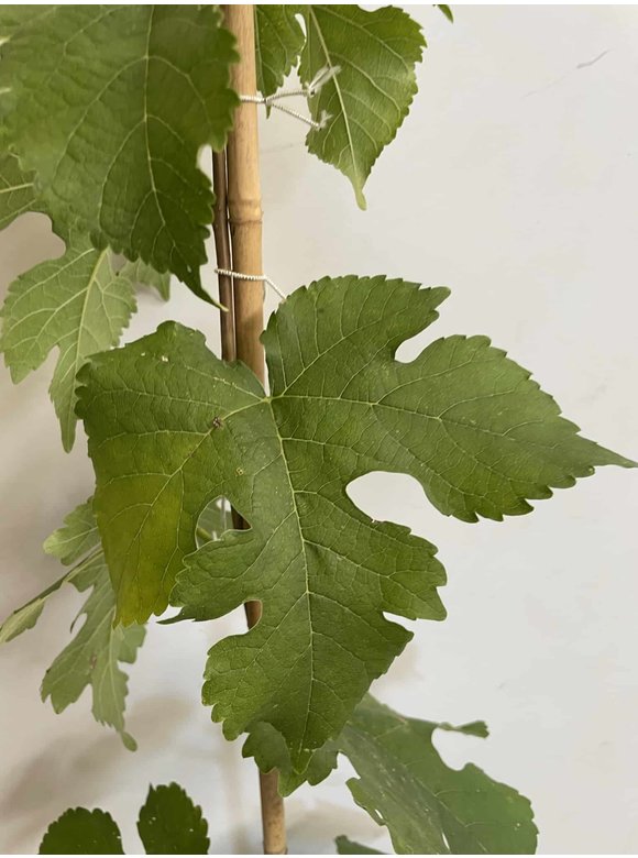 Kleiner Schwarze Maulbeere | Morus nigra Kleiner Schwarze Maulbeere | Morus nigra