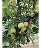 Kleiner Zierapfel 'Red Sentinel' | Malus 'Red Sentinel' Kleiner Zierapfel 'Red Sentinel' | Malus 'Red Sentinel'