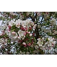 Kleiner Zierapfel 'Red Sentinel' | Malus 'Red Sentinel' Kleiner Zierapfel 'Red Sentinel' | Malus 'Red Sentinel'
