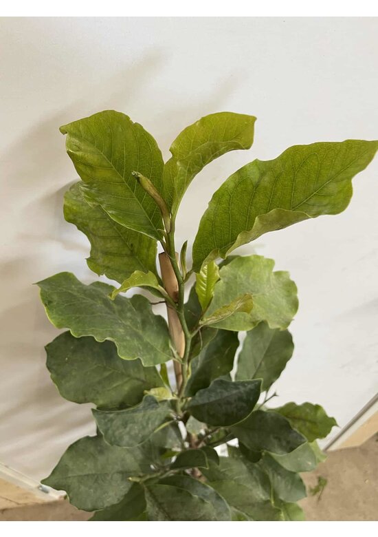 Kleiner Purpur-Magnolie 'Susan' | Magnolia liliiflora 'Susan'