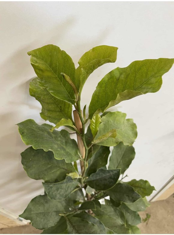 Kleiner Purpur-Magnolie 'Susan' | Magnolia liliiflora 'Susan' Kleiner Purpur-Magnolie 'Susan' | Magnolia liliiflora 'Susan'