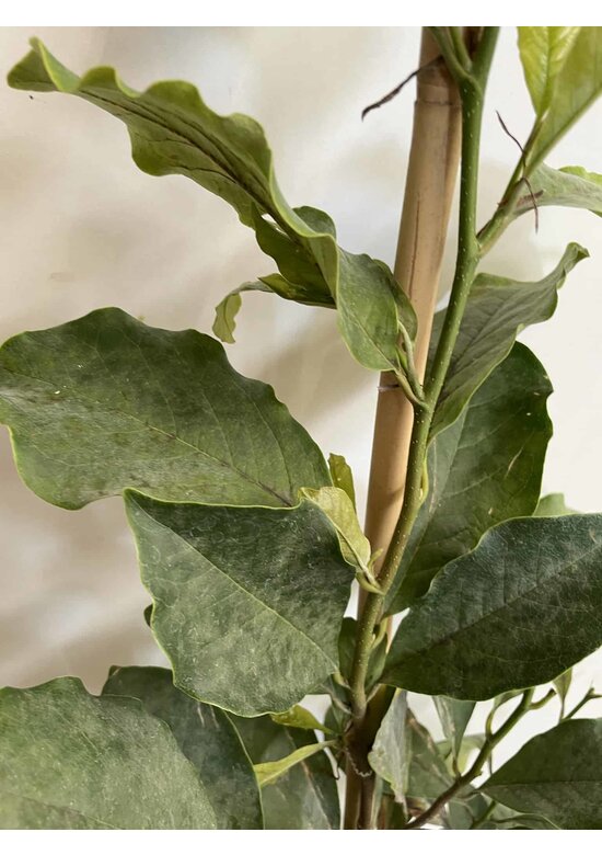 Kleiner Purpur-Magnolie 'Susan' | Magnolia liliiflora 'Susan'