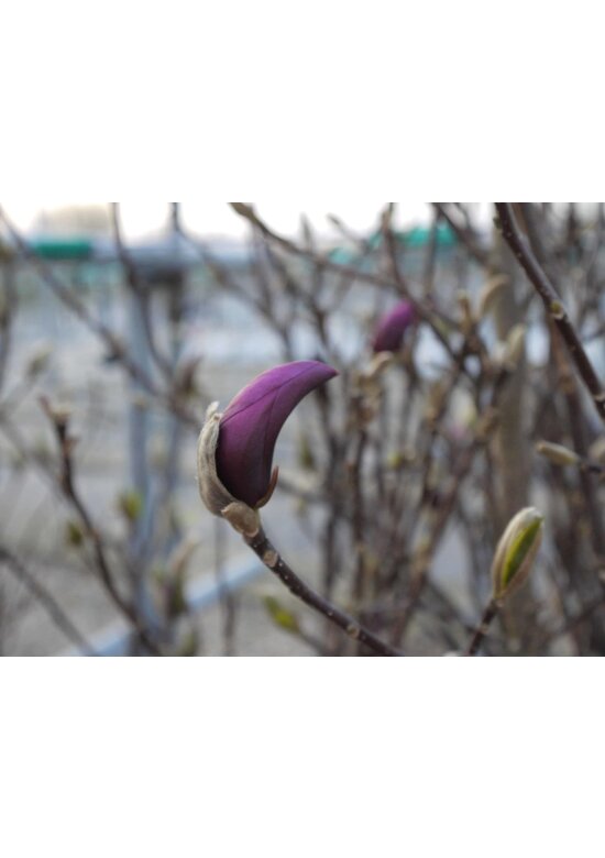 Kleiner Purpur-Magnolie 'Susan' | Magnolia liliiflora 'Susan'