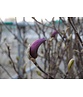 Kleiner Purpur-Magnolie 'Susan' | Magnolia liliiflora 'Susan'
