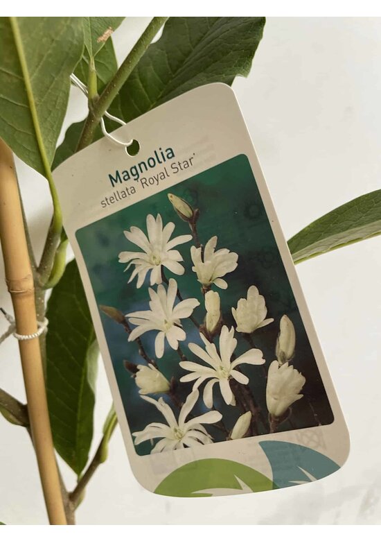 Kleiner Stern-Magnolie 'Royal Star' | Magnolia stellata 'Royal Star' Kleiner Stern-Magnolie 'Royal Star' | Magnolia stellata 'Royal Star'