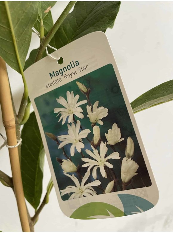 Kleiner Stern-Magnolie 'Royal Star' | Magnolia stellata 'Royal Star' Kleiner Stern-Magnolie 'Royal Star' | Magnolia stellata 'Royal Star'