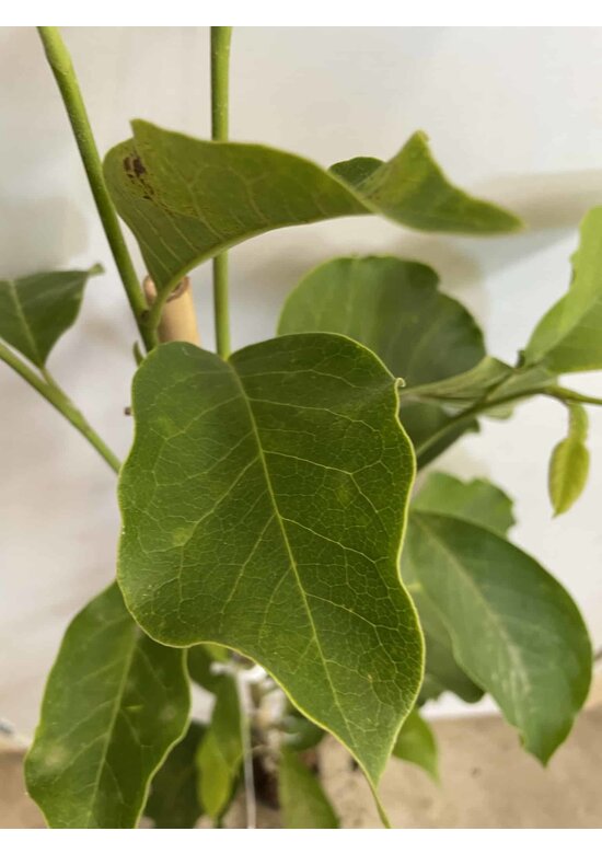 Kleiner Tulpenmagnolie | Magnolia soulangeana