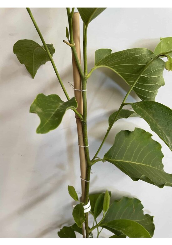 Kleiner Tulpenmagnolie | Magnolia soulangeana