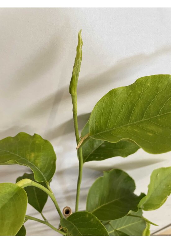 Kleiner Tulpenmagnolie | Magnolia soulangeana