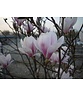 Kleiner Tulpenmagnolie | Magnolia soulangeana
