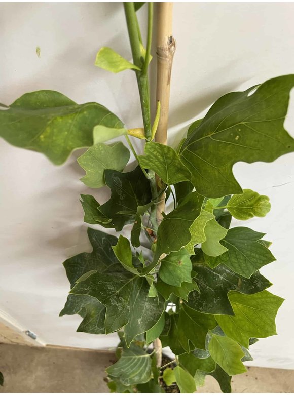 Kleiner Säulen-Tulpenbaum 'Fastigiatum' | Liriodendron tulipifera 'Fastigiatum' Kleiner Säulen-Tulpenbaum 'Fastigiatum' | Liriodendron tulipifera 'Fastigiatum'