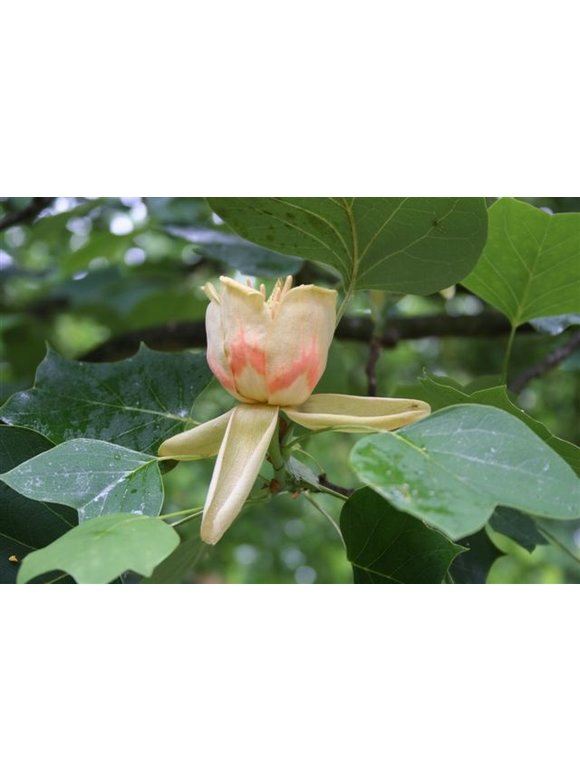 Kleiner Säulen-Tulpenbaum 'Fastigiatum' | Liriodendron tulipifera 'Fastigiatum' Kleiner Säulen-Tulpenbaum 'Fastigiatum' | Liriodendron tulipifera 'Fastigiatum'