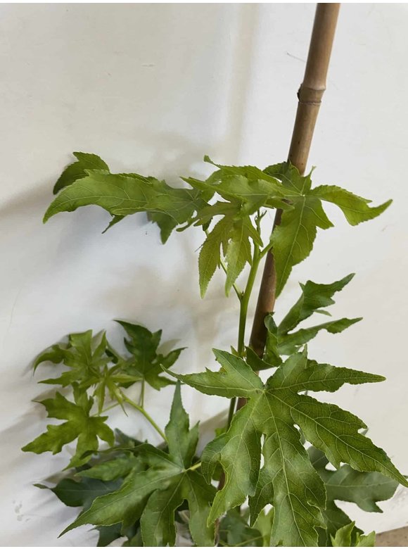 Kleiner Amberbaum 'Worplesdon' | Liquidambar styraciflua 'Worplesdon' Kleiner Amberbaum 'Worplesdon' | Liquidambar styraciflua 'Worplesdon'