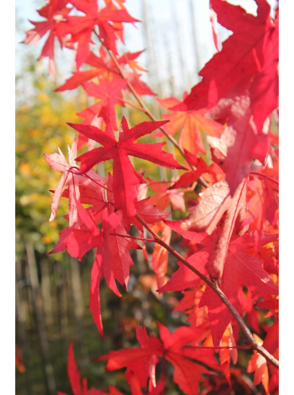 Kleiner Amberbaum 'Worplesdon' | Liquidambar styraciflua 'Worplesdon' Kleiner Amberbaum 'Worplesdon' | Liquidambar styraciflua 'Worplesdon'