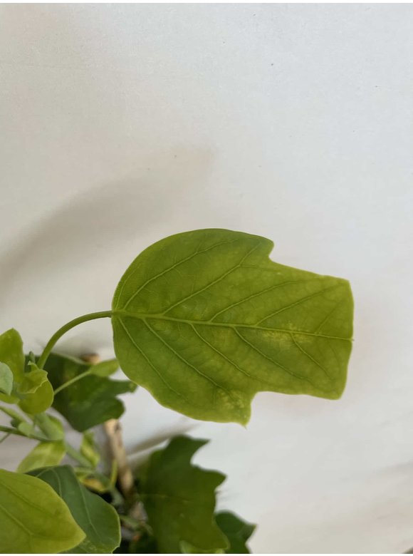 Kleiner Säulen-Tulpenbaum 'Fastigiatum' | Liriodendron tulipifera 'Fastigiatum' Kleiner Säulen-Tulpenbaum 'Fastigiatum' | Liriodendron tulipifera 'Fastigiatum'