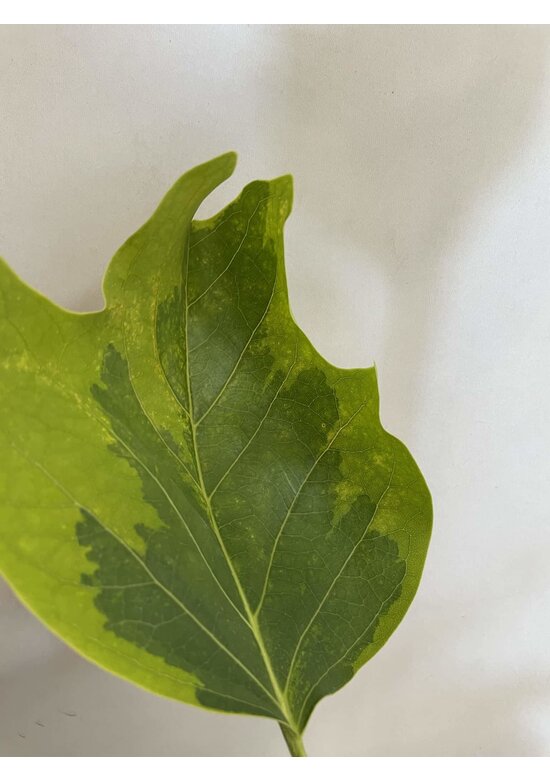 Kleiner Goldgelber Tulpenbaum 'Aureomarginatum' | Liriodendron tulipifera 'Aureomarginatum' Kleiner Goldgelber Tulpenbaum 'Aureomarginatum' | Liriodendron tulipifera 'Aureomarginatum'