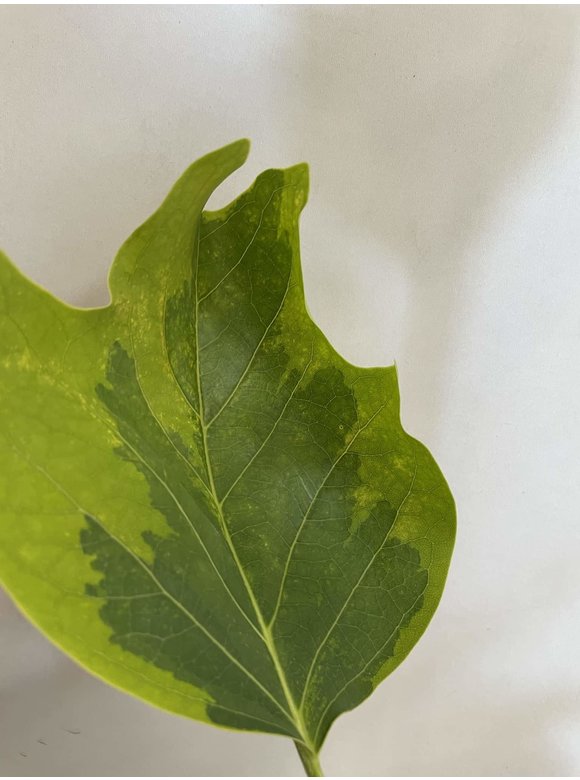 Kleiner Goldgelber Tulpenbaum 'Aureomarginatum' | Liriodendron tulipifera 'Aureomarginatum' Kleiner Goldgelber Tulpenbaum 'Aureomarginatum' | Liriodendron tulipifera 'Aureomarginatum'