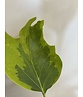 Kleiner Goldgelber Tulpenbaum 'Aureomarginatum' | Liriodendron tulipifera 'Aureomarginatum' Kleiner Goldgelber Tulpenbaum 'Aureomarginatum' | Liriodendron tulipifera 'Aureomarginatum'