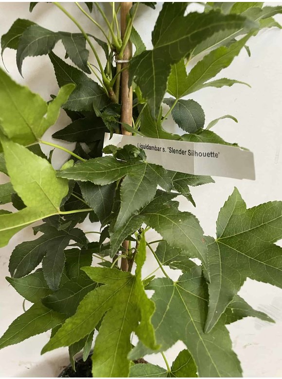 Kleiner Säulen-Amberbaum 'Slender Silhouette' | Liquidambar styraciflua 'Slender Silhouette' Kleiner Säulen-Amberbaum 'Slender Silhouette' | Liquidambar styraciflua 'Slender Silhouette'