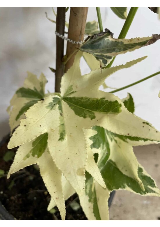 Kleiner Amerikanischer Amberbaum 'Silver King' | Liquidambar styraciflua 'Silver King'