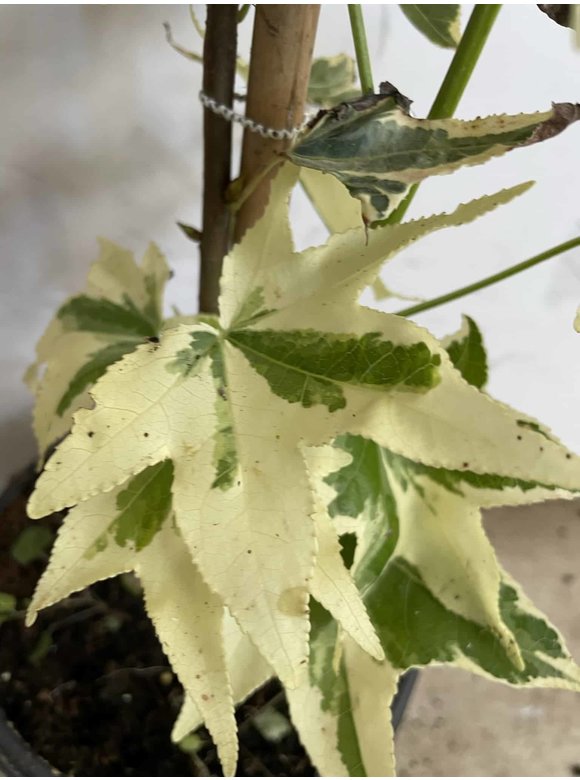 Kleiner Amerikanischer Amberbaum 'Silver King' | Liquidambar styraciflua 'Silver King' Kleiner Amerikanischer Amberbaum 'Silver King' | Liquidambar styraciflua 'Silver King'