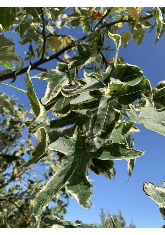 Kleiner Amerikanischer Amberbaum 'Silver King' | Liquidambar styraciflua 'Silver King'