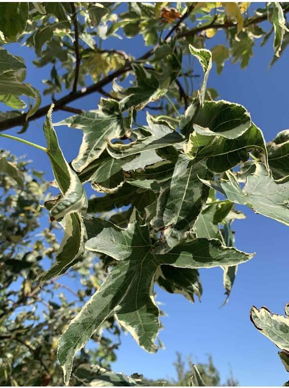Kleiner Amerikanischer Amberbaum 'Silver King' | Liquidambar styraciflua 'Silver King' Kleiner Amerikanischer Amberbaum 'Silver King' | Liquidambar styraciflua 'Silver King'