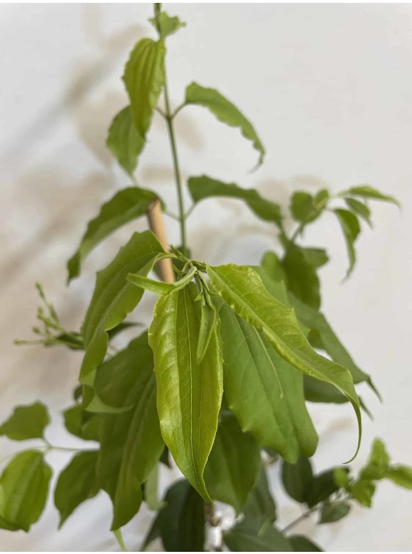 Kleiner Sieben Söhne des Himmels Strauch | Heptacodium miconioides Kleiner Sieben Söhne des Himmels Strauch | Heptacodium miconioides