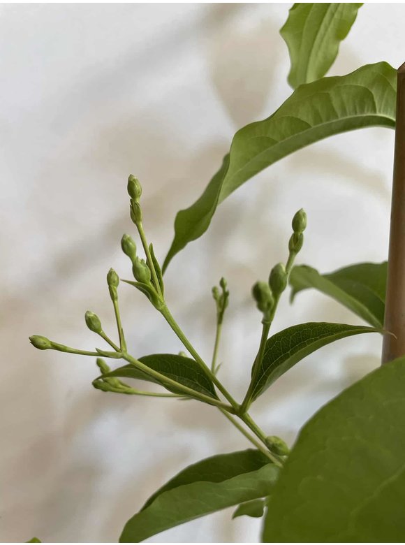 Kleiner Sieben Söhne des Himmels Strauch | Heptacodium miconioides Kleiner Sieben Söhne des Himmels Strauch | Heptacodium miconioides