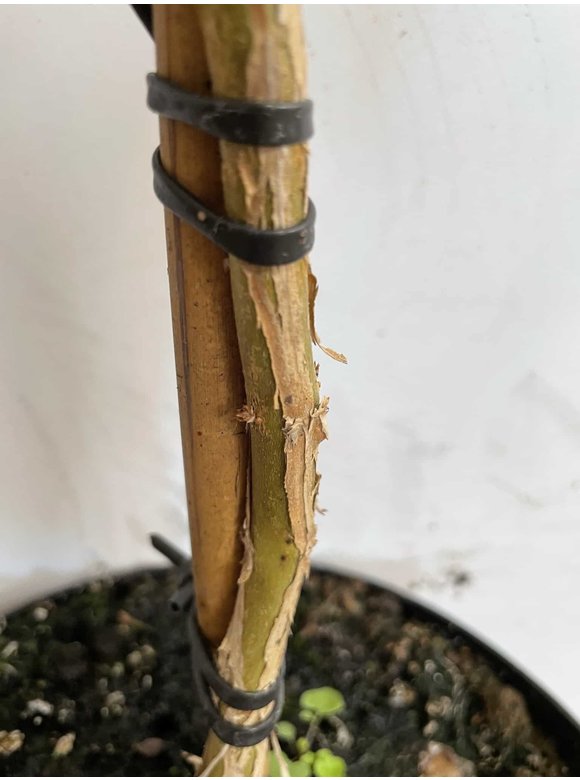 Kleiner Sieben Söhne des Himmels Strauch | Heptacodium miconioides Kleiner Sieben Söhne des Himmels Strauch | Heptacodium miconioides