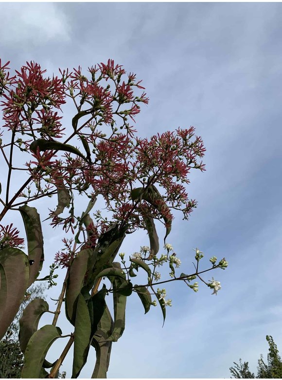 Kleiner Sieben Söhne des Himmels Strauch | Heptacodium miconioides Kleiner Sieben Söhne des Himmels Strauch | Heptacodium miconioides