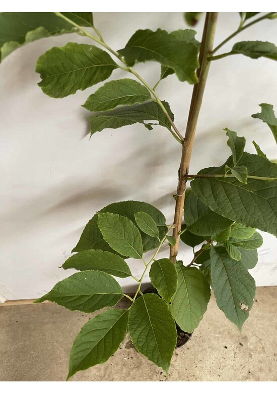 Kleiner Schneeglöckchenbaum | Halesia carolina Kleiner Schneeglöckchenbaum | Halesia carolina