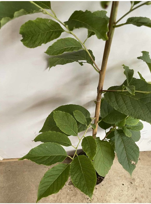 Kleiner Schneeglöckchenbaum | Halesia carolina Kleiner Schneeglöckchenbaum | Halesia carolina