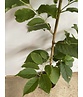 Kleiner Schneeglöckchenbaum | Halesia carolina Kleiner Schneeglöckchenbaum | Halesia carolina