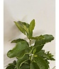 Kleiner Schneeglöckchenbaum | Halesia carolina Kleiner Schneeglöckchenbaum | Halesia carolina