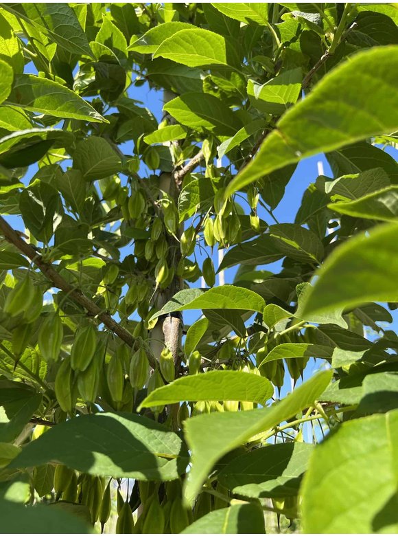 Kleiner Schneeglöckchenbaum | Halesia carolina Kleiner Schneeglöckchenbaum | Halesia carolina