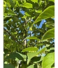 Kleiner Schneeglöckchenbaum | Halesia carolina Kleiner Schneeglöckchenbaum | Halesia carolina